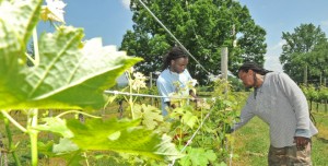 Vineyard manager Chris Harris (left) and winemaker Romulus Pascall (Photo: Elli Williams/C-Ville)